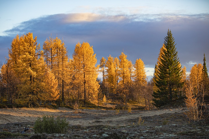 IIBR2025 2.jpg